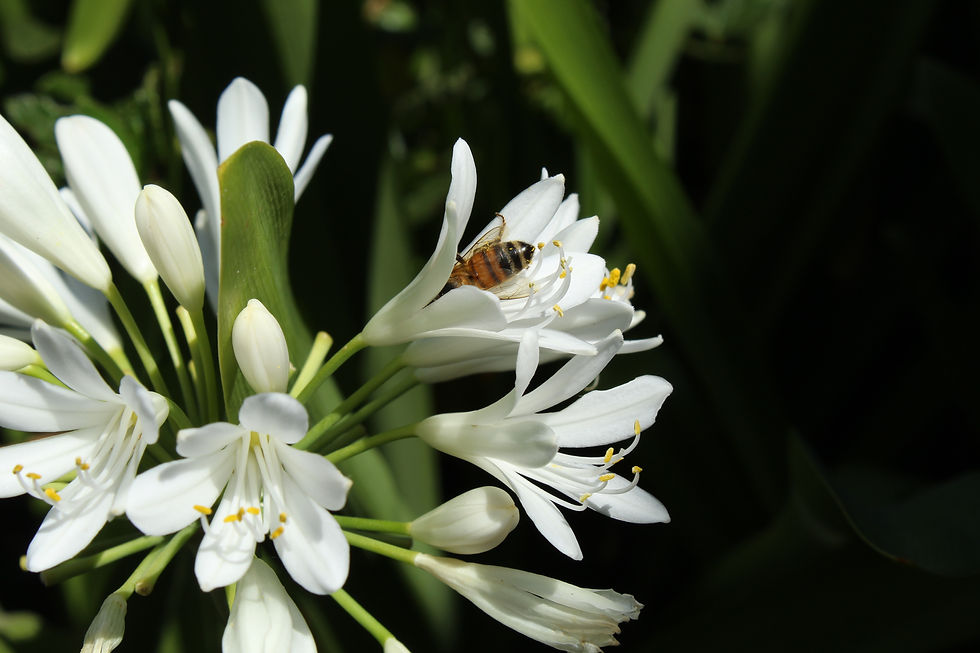 Sharp image and a slow fast shutter speed helped produce a clear image of the bee.