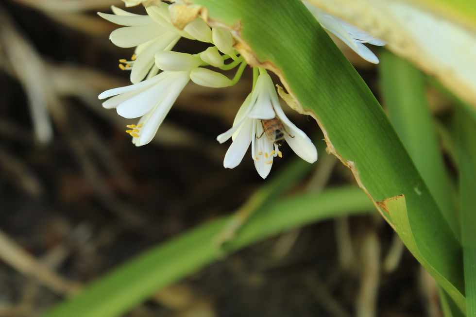 Due to the bee's stillness, a fast shutter speed was not necessary to capture this image. 