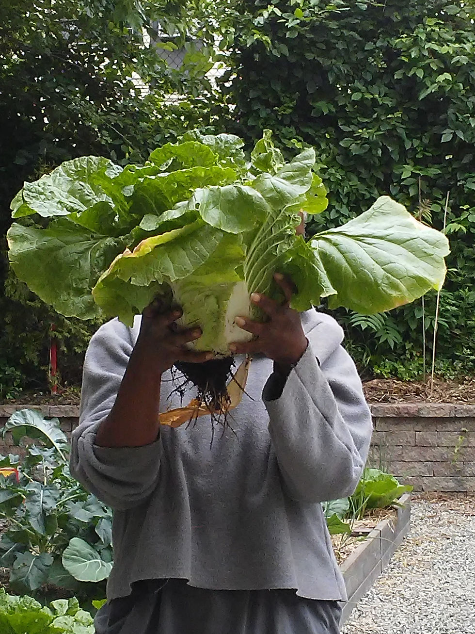 Cabbage