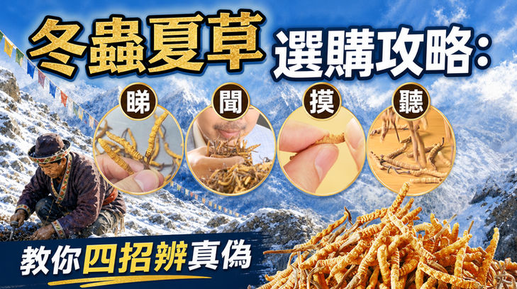 冬蟲夏草選購四大關鍵步驟