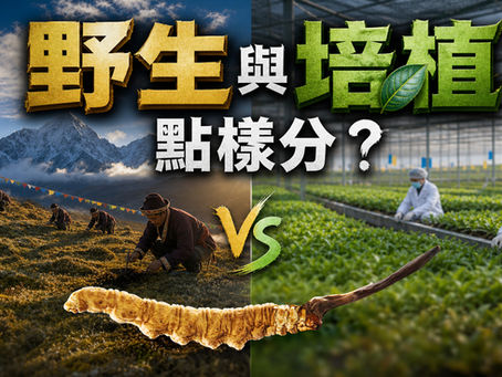 《一秒看懂!野生與培植冬蟲夏草 5 大辨識全攻略》