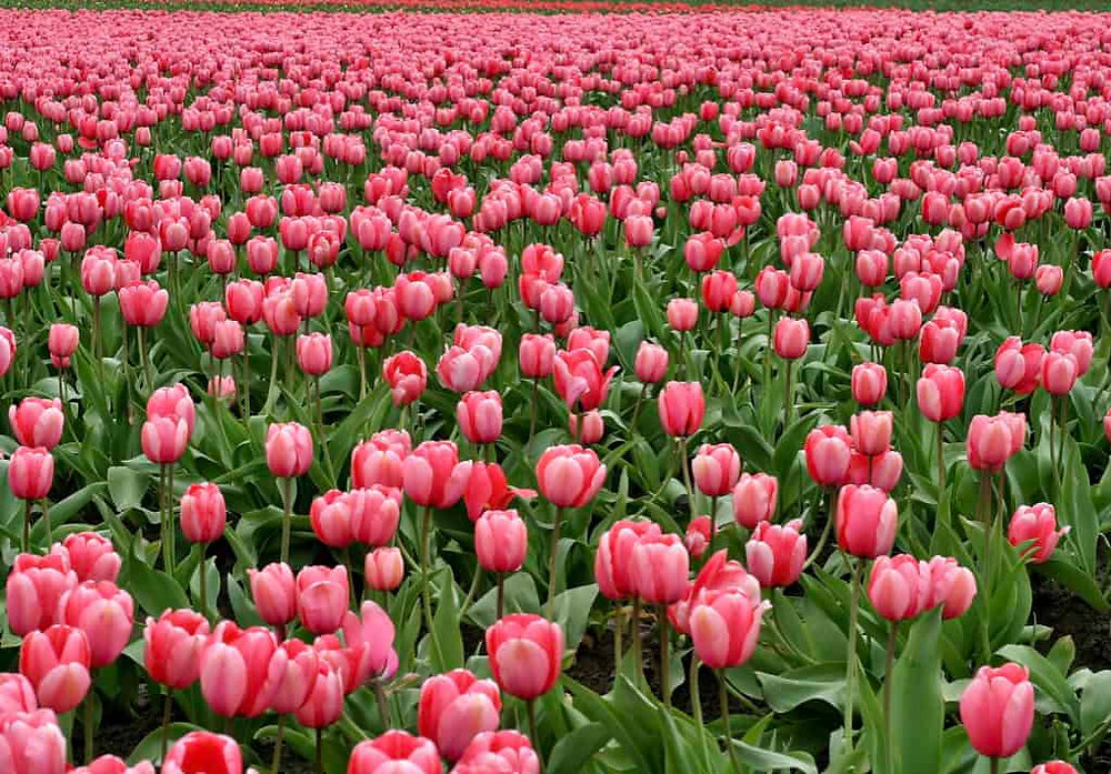 IS THE PASSIVE INDEXING CRAZE THE NEW TULIP BULB MANIA?