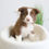 Thumbnail: BORER COLLIE - Australia Import