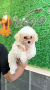 Thumbnail: BICHONPOO