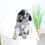 Thumbnail: CAVAPOO - United Kingdom Import