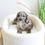 Thumbnail: CAVAPOO - United Kingdom Import
