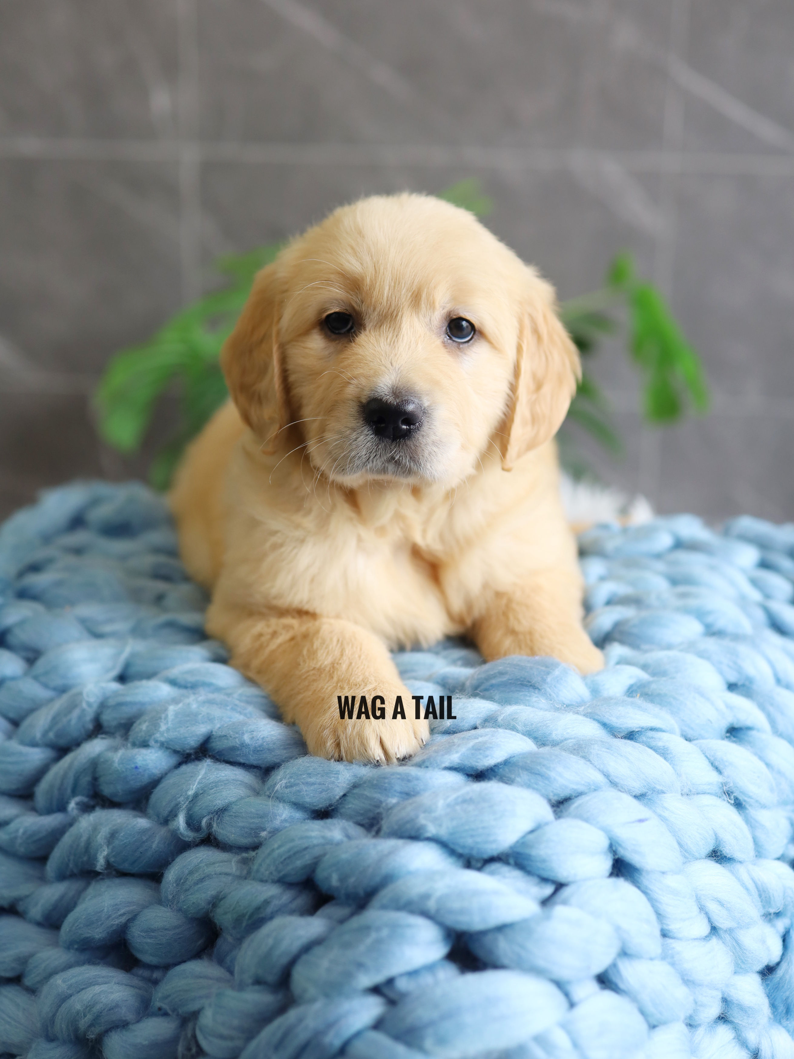 GOLDEN RETRIEVER - Australia Import