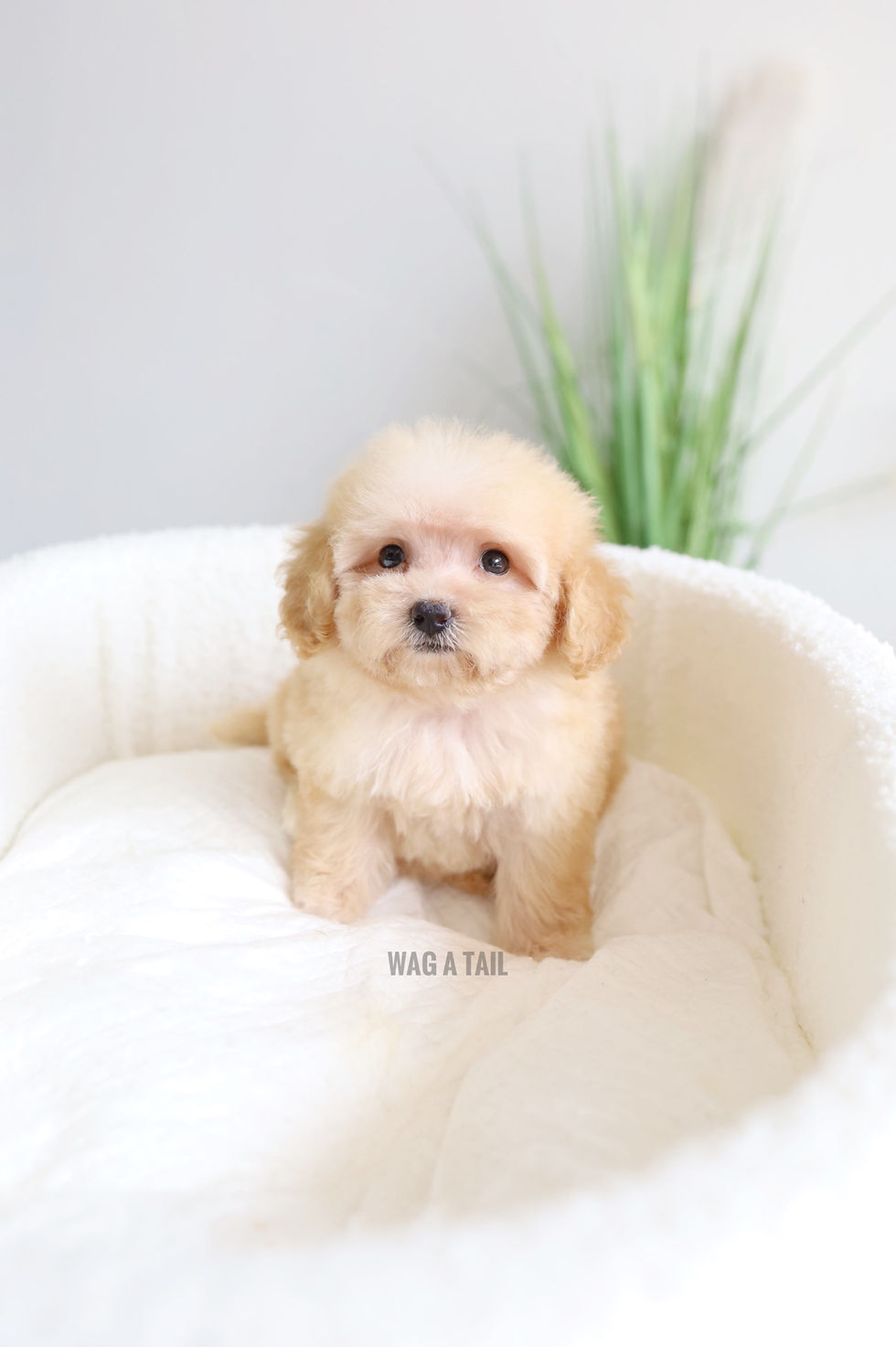 Thumbnail: MALTIPOO