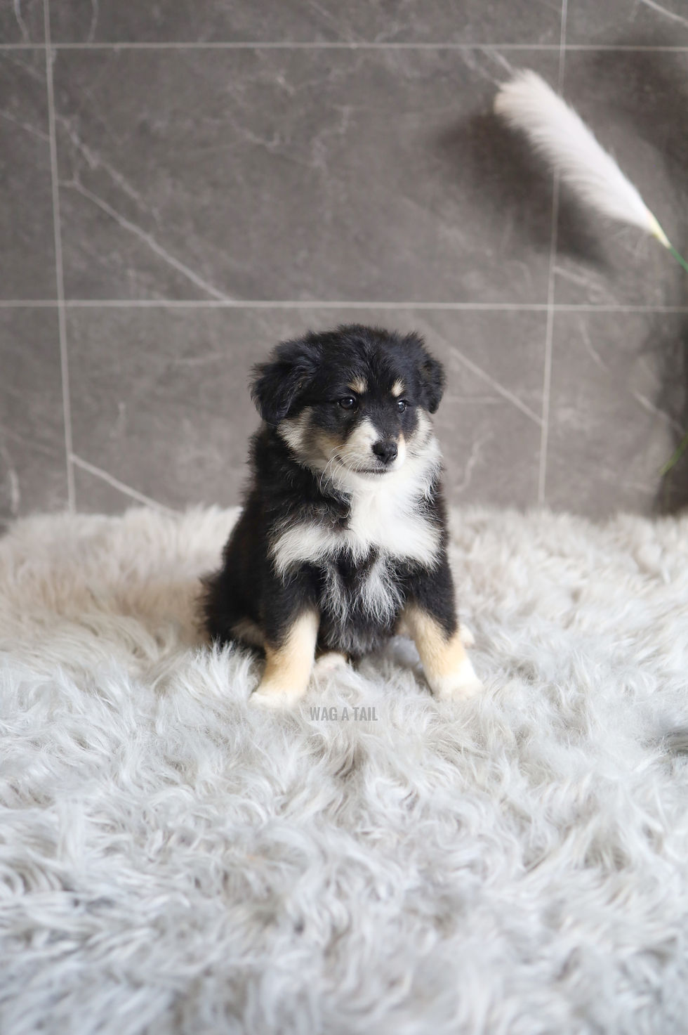 Thumbnail: MINI AUSTRALIAN SHEPHERD - Australia Import