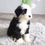 Thumbnail: MINI SHEEPADOODLE - United Kingdom Import