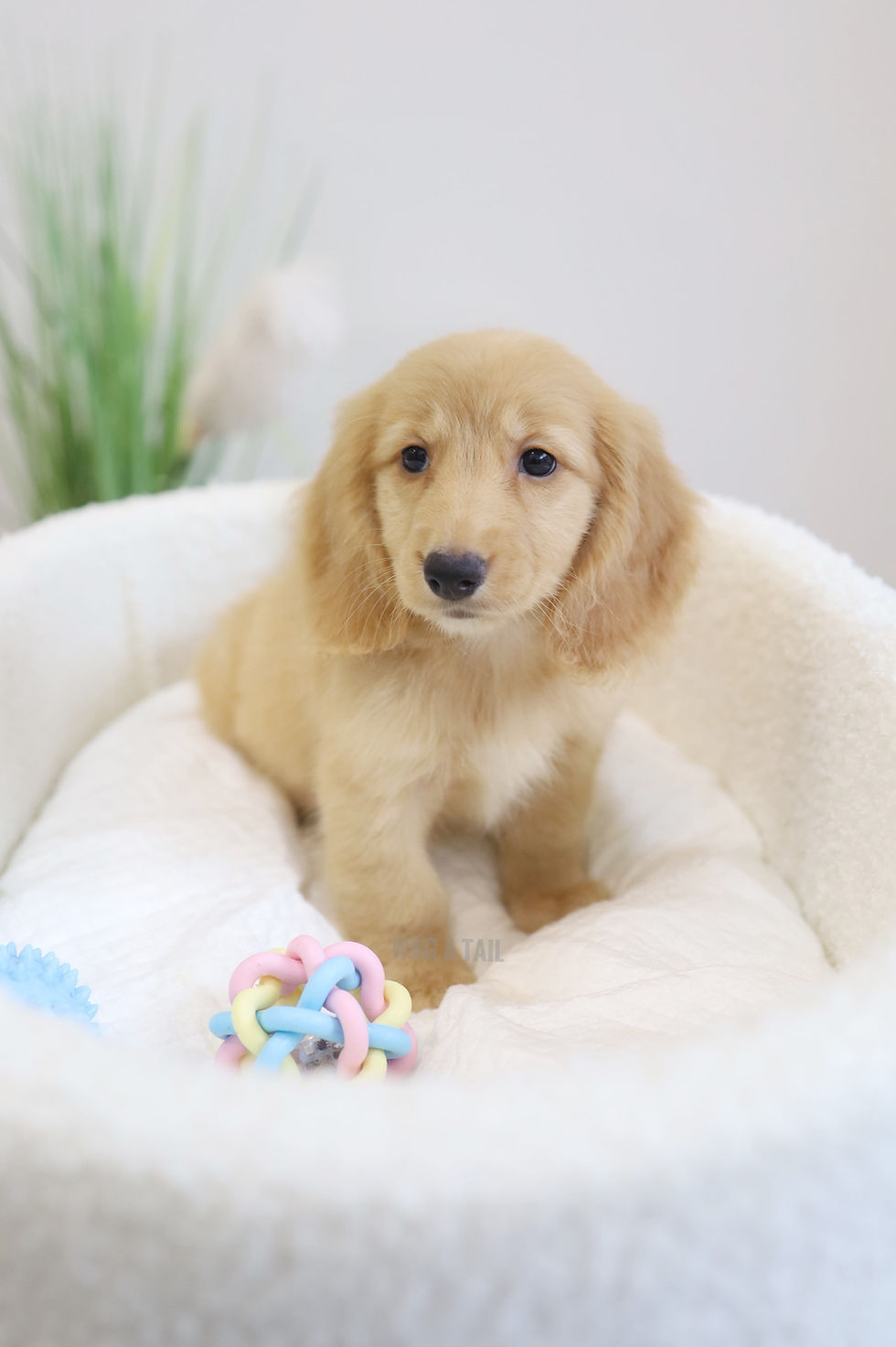 Thumbnail: GOLDEN DOX