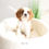 Thumbnail: CAVALIER KINGS CHARLES SPANIEL - Australia Import