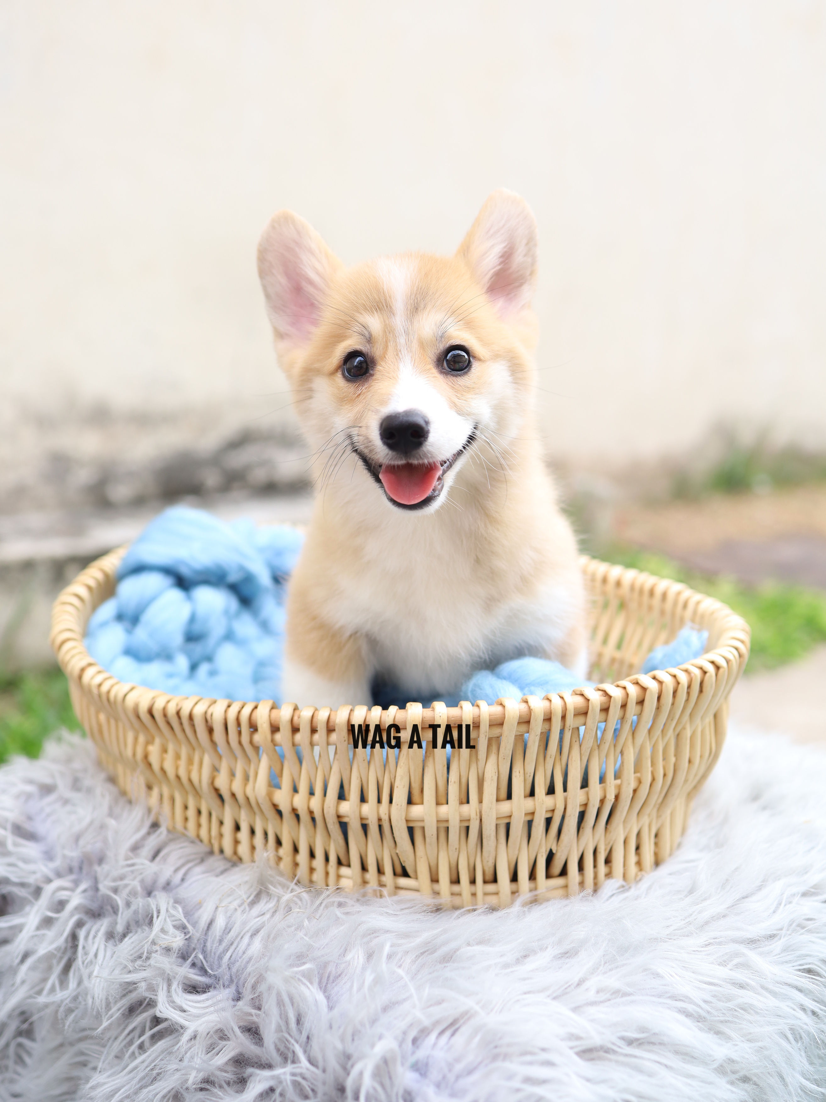 PEMBROKE WELSH CORGI - UK Import