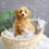 Thumbnail: PETITE MINI GOLDENDOODLE - Australia Import