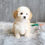 Thumbnail: MALTIPOO