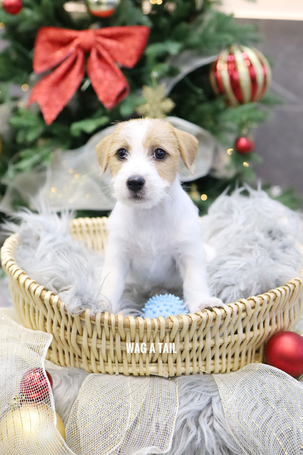 Thumbnail: JACK RUSSELL TERRIER - Australia Import
