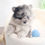 Thumbnail: MINI POMERANIAN