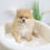 Thumbnail: MINI POMERANIAN