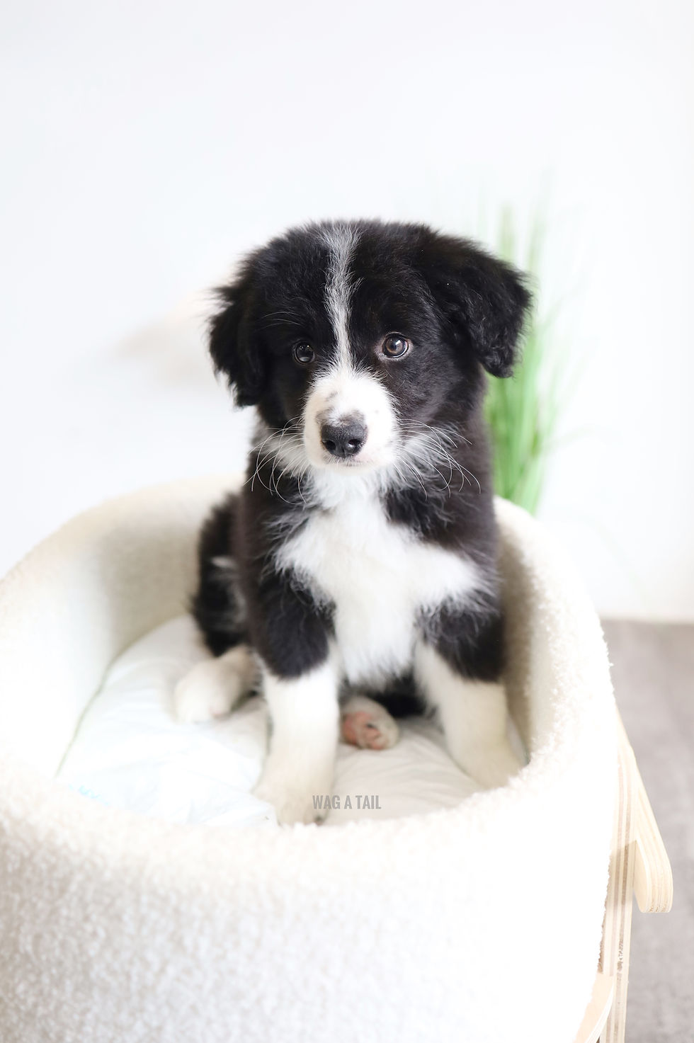 Thumbnail: BORDER COLLIE - Australia Import