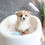 Thumbnail: PEMBROKE WELSH CORGI - Australia Import
