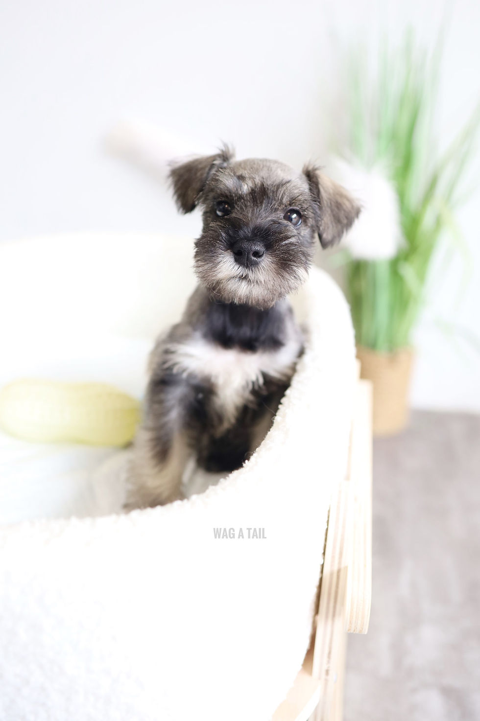 Thumbnail: MINI SCHNAUZER - Australia Import