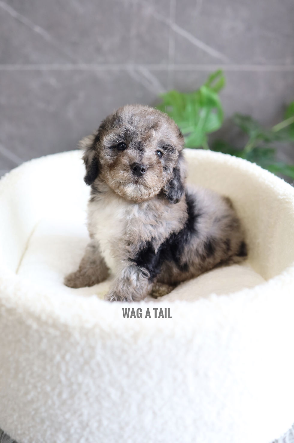 Thumbnail: CAVAPOO - United Kingdom Import