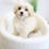 Thumbnail: SHIHPOO - Australia Import