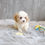 Thumbnail: CAVAPOO