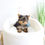 Thumbnail: TINY YORKSHIRE TERRIER - United Kingdom Import