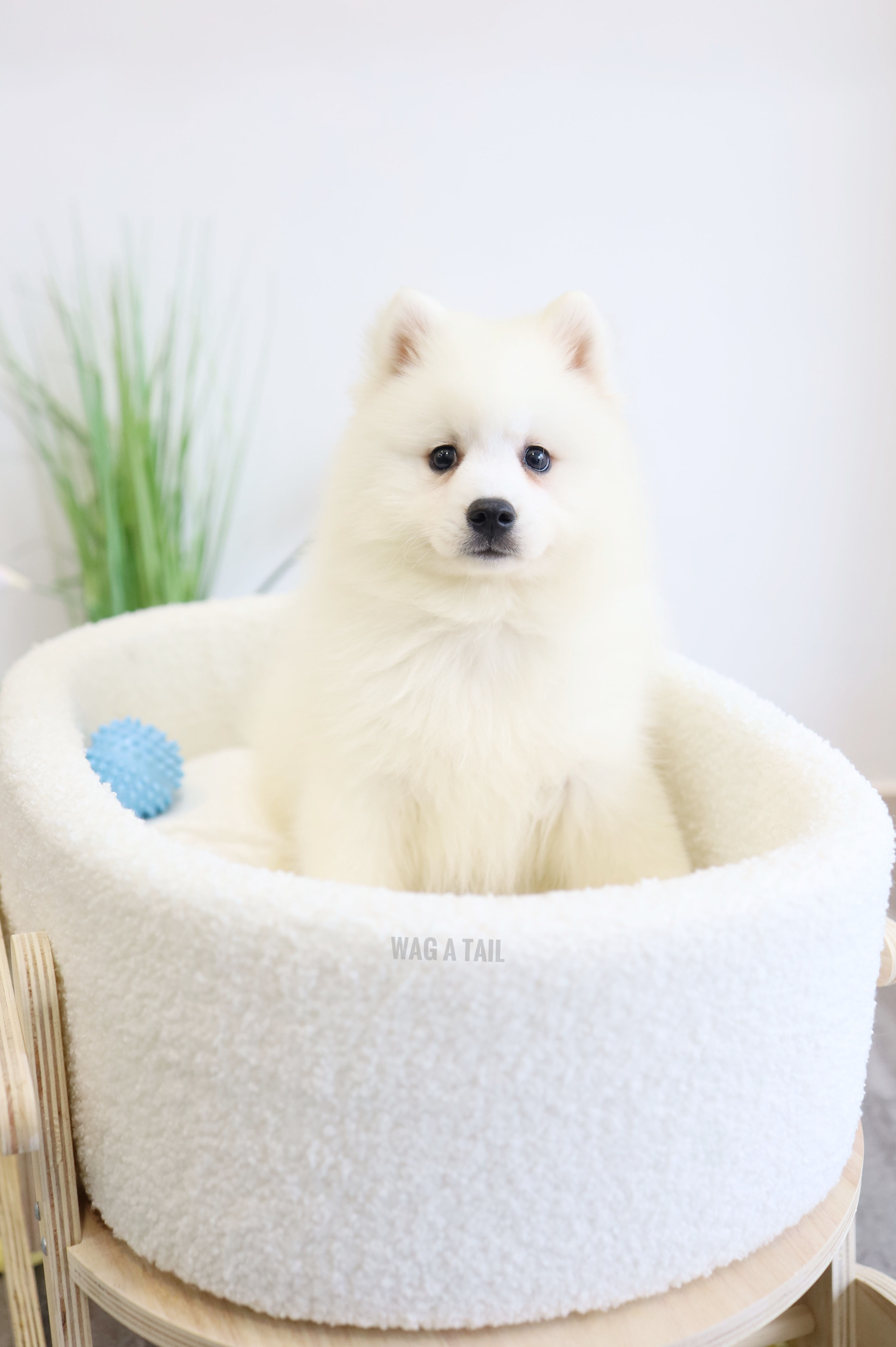 JAPANESE SPITZ - Australia Import