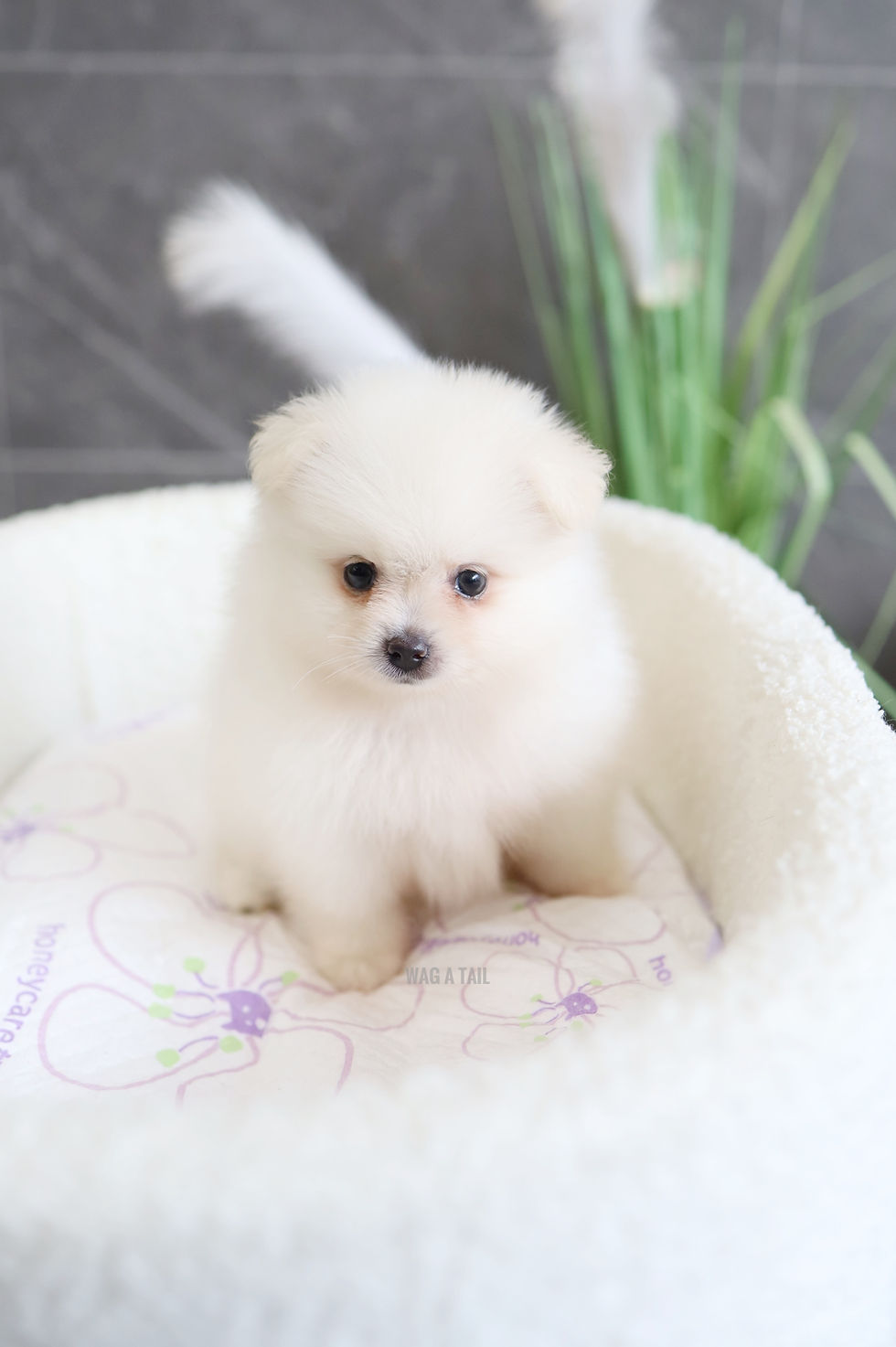 MINI POMERANIAN