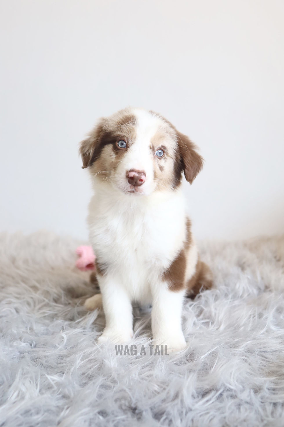 Thumbnail: BORER COLLIE - Australia Import