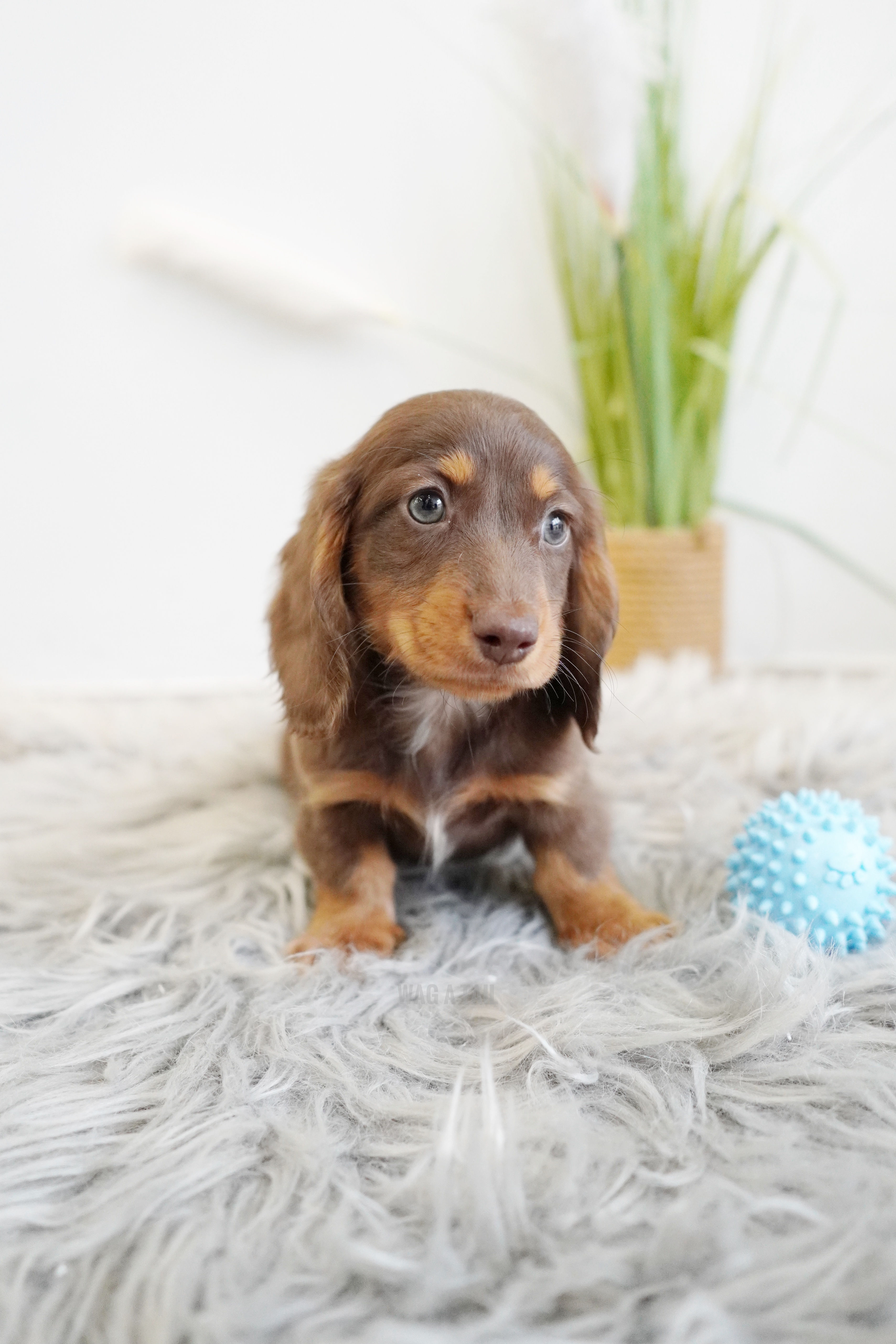 MINI DACHSHUND - Australia Import
