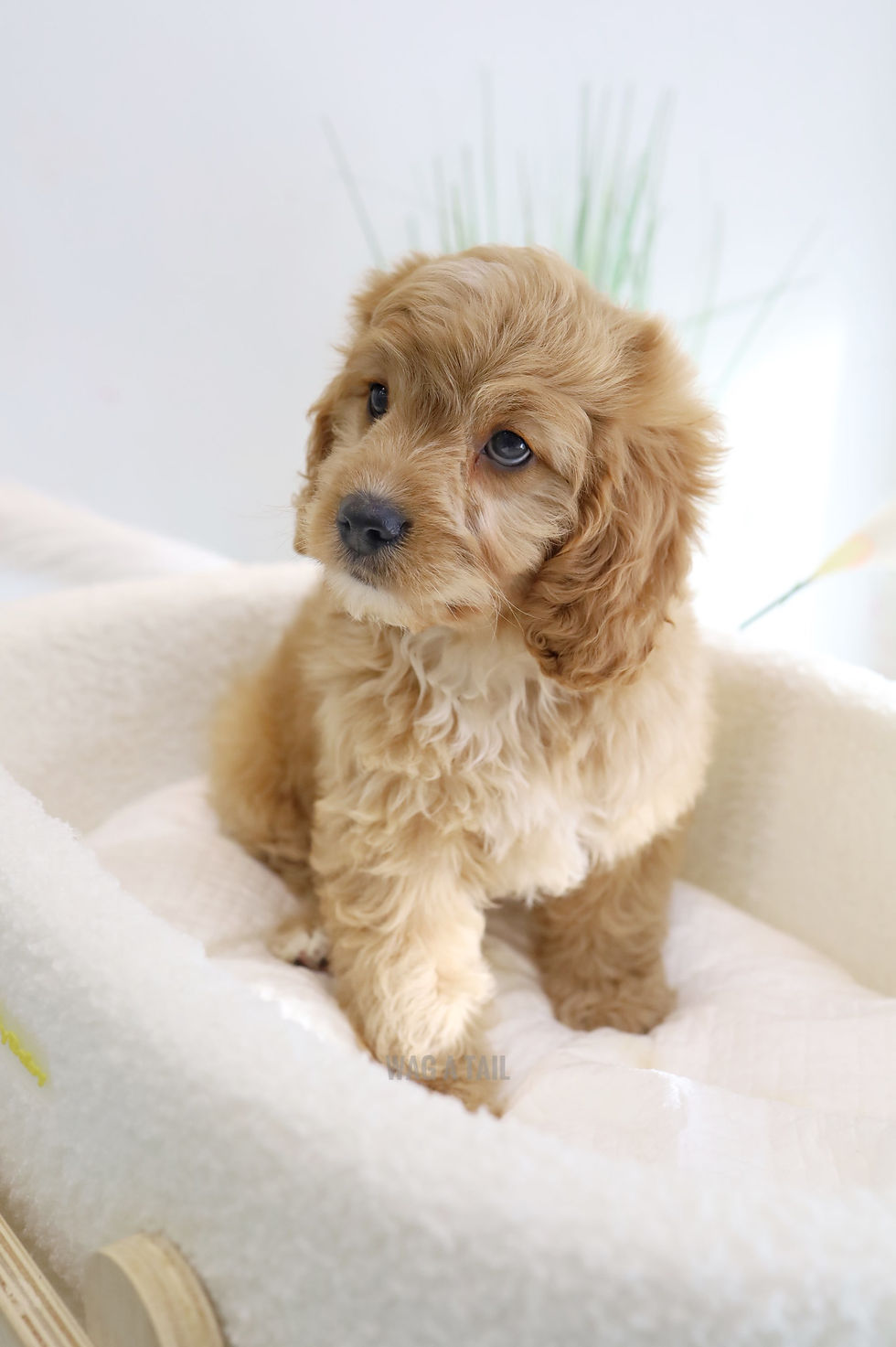 Thumbnail: CAVAPOO - United Kingdom Import