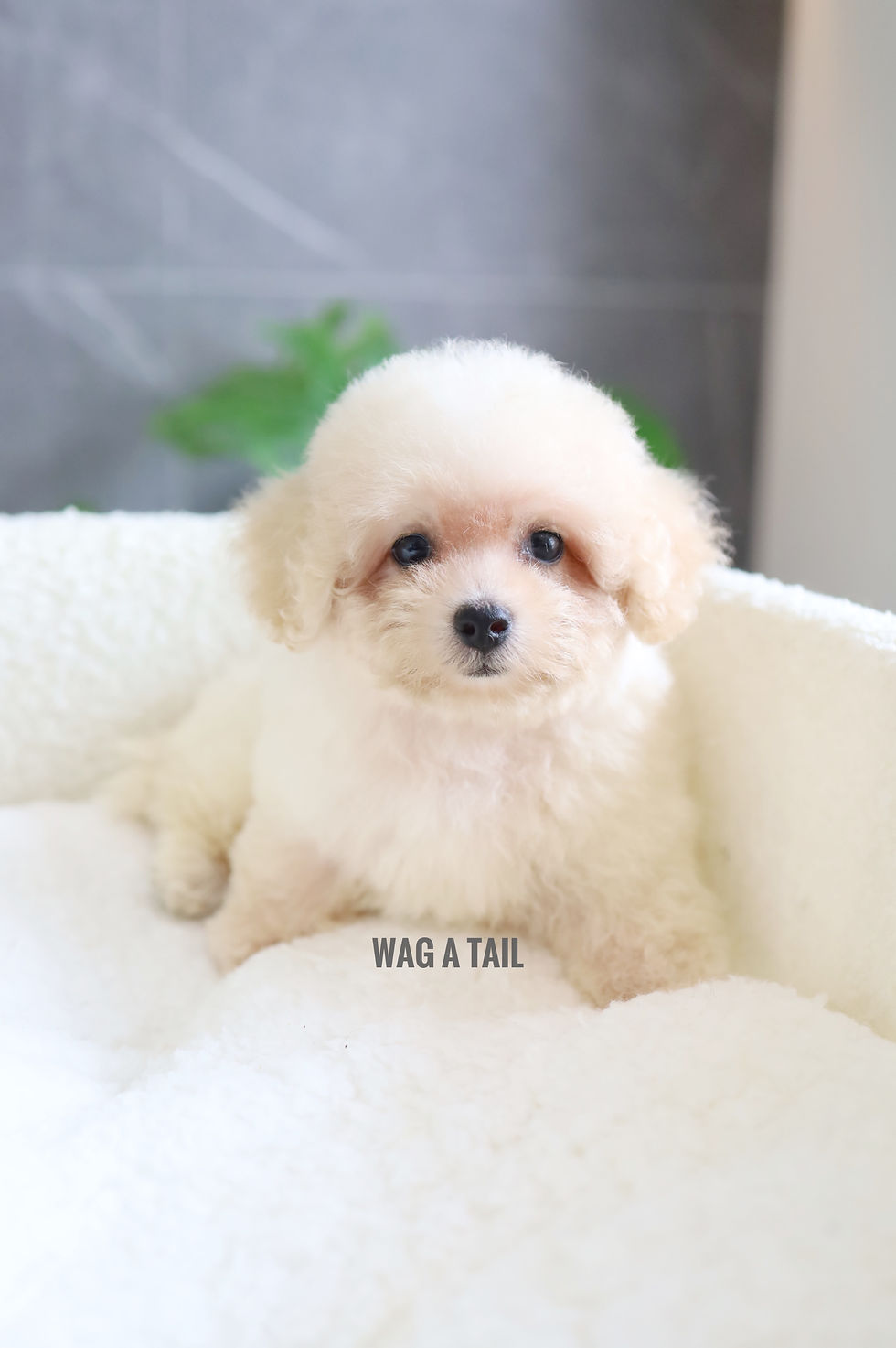Thumbnail: MALTIPOO