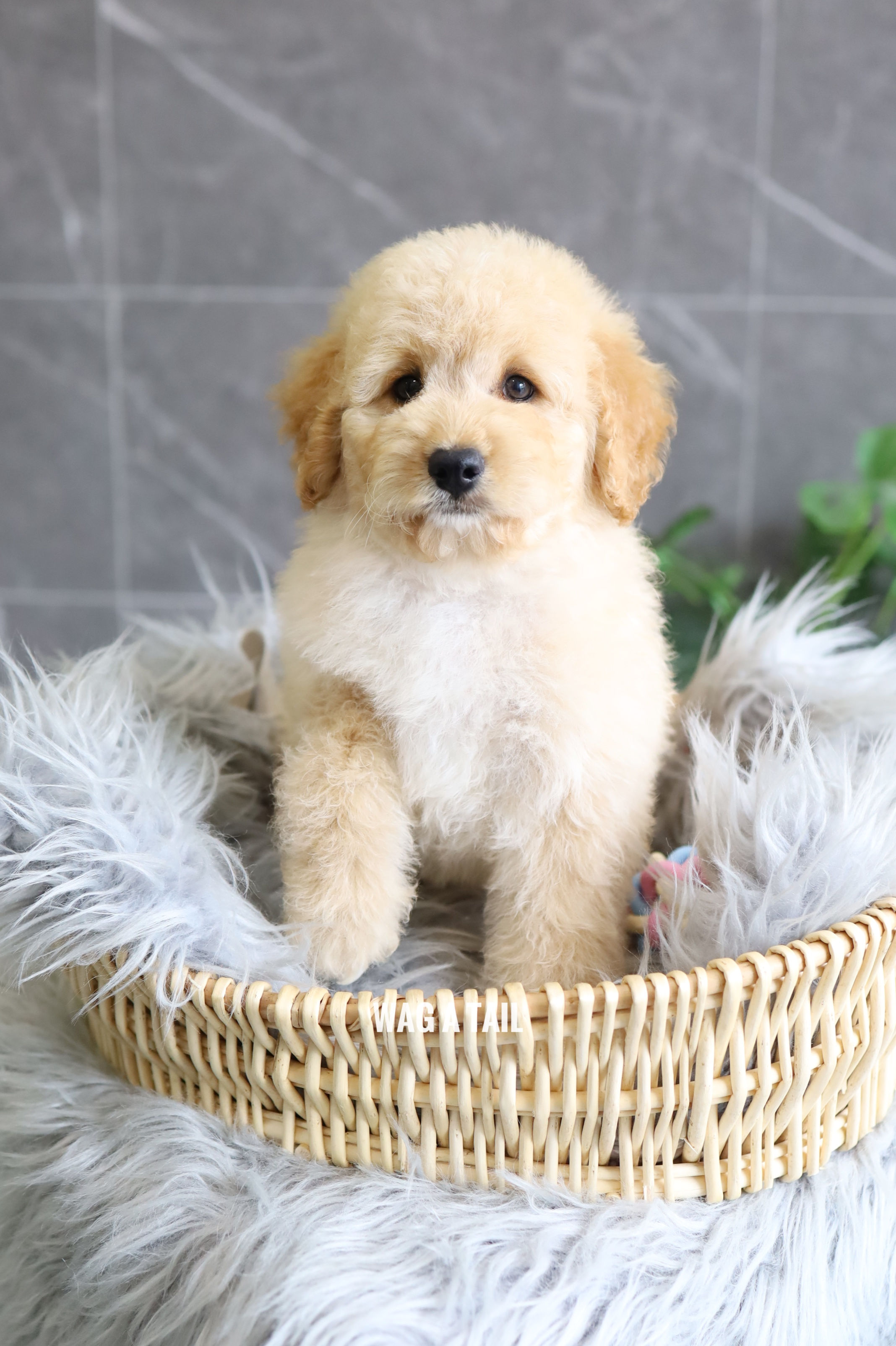PETITE MINI GOLDENDOODLE - Australia Import
