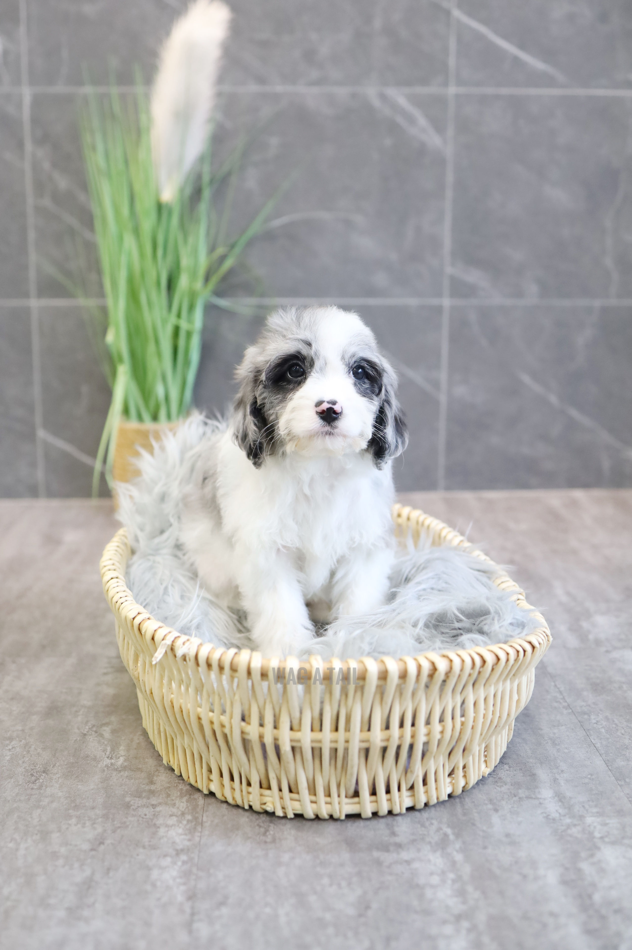 CAVAPOO - United Kingdom Import