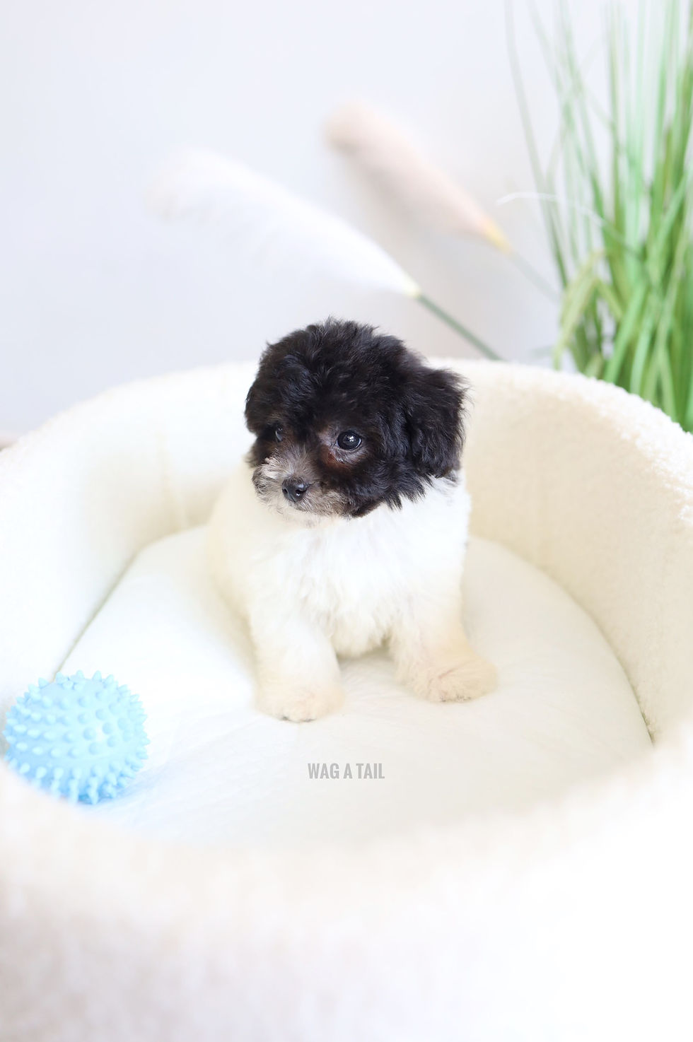 Thumbnail: MALTIPOO - PARTI SILVER