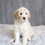 Thumbnail: MINI GOLDENDOODLE