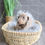 Thumbnail: MINI DACHSHUND - Australia Import