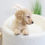 Thumbnail: GOLDEN DOX