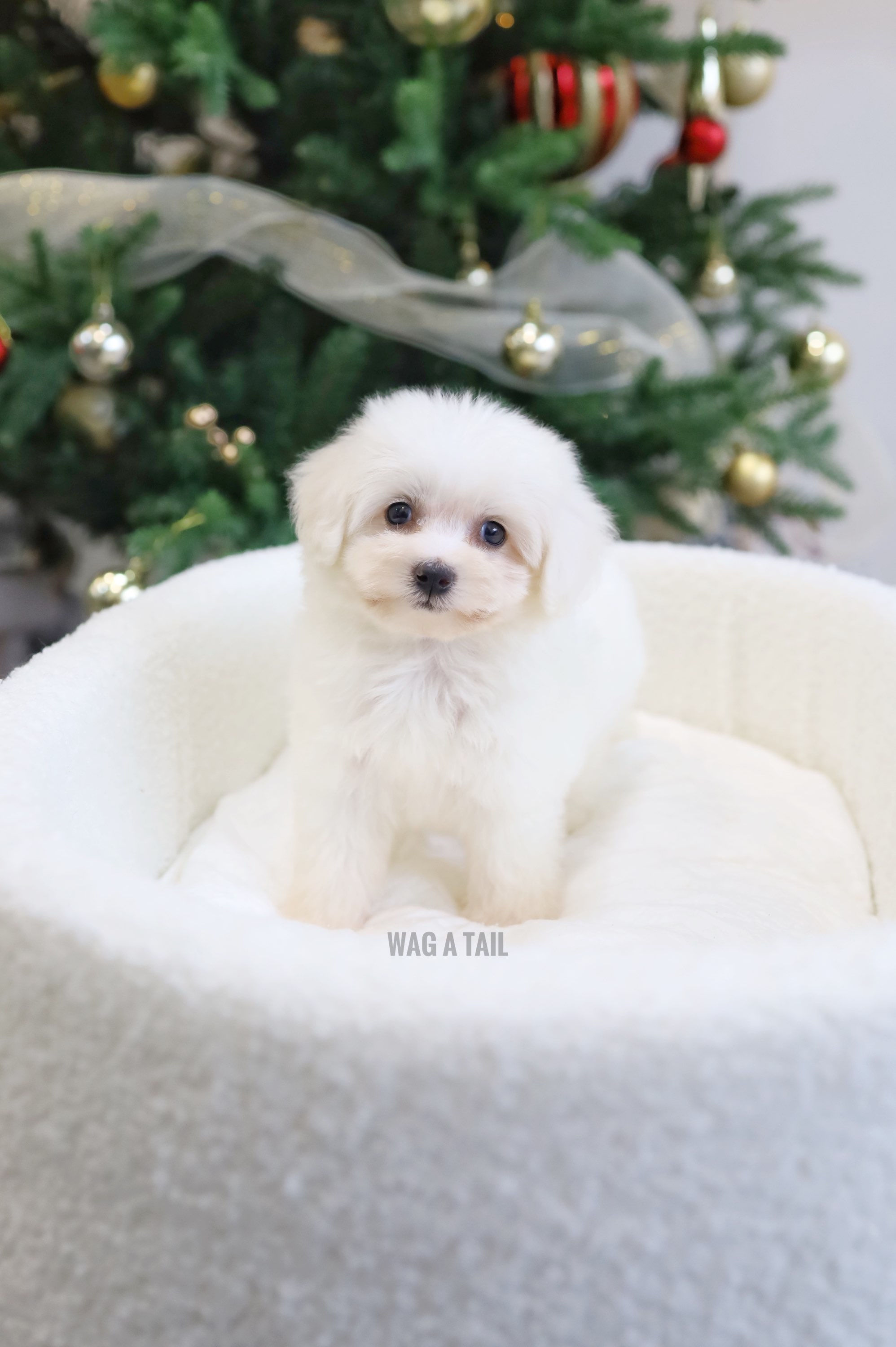 MALTESE