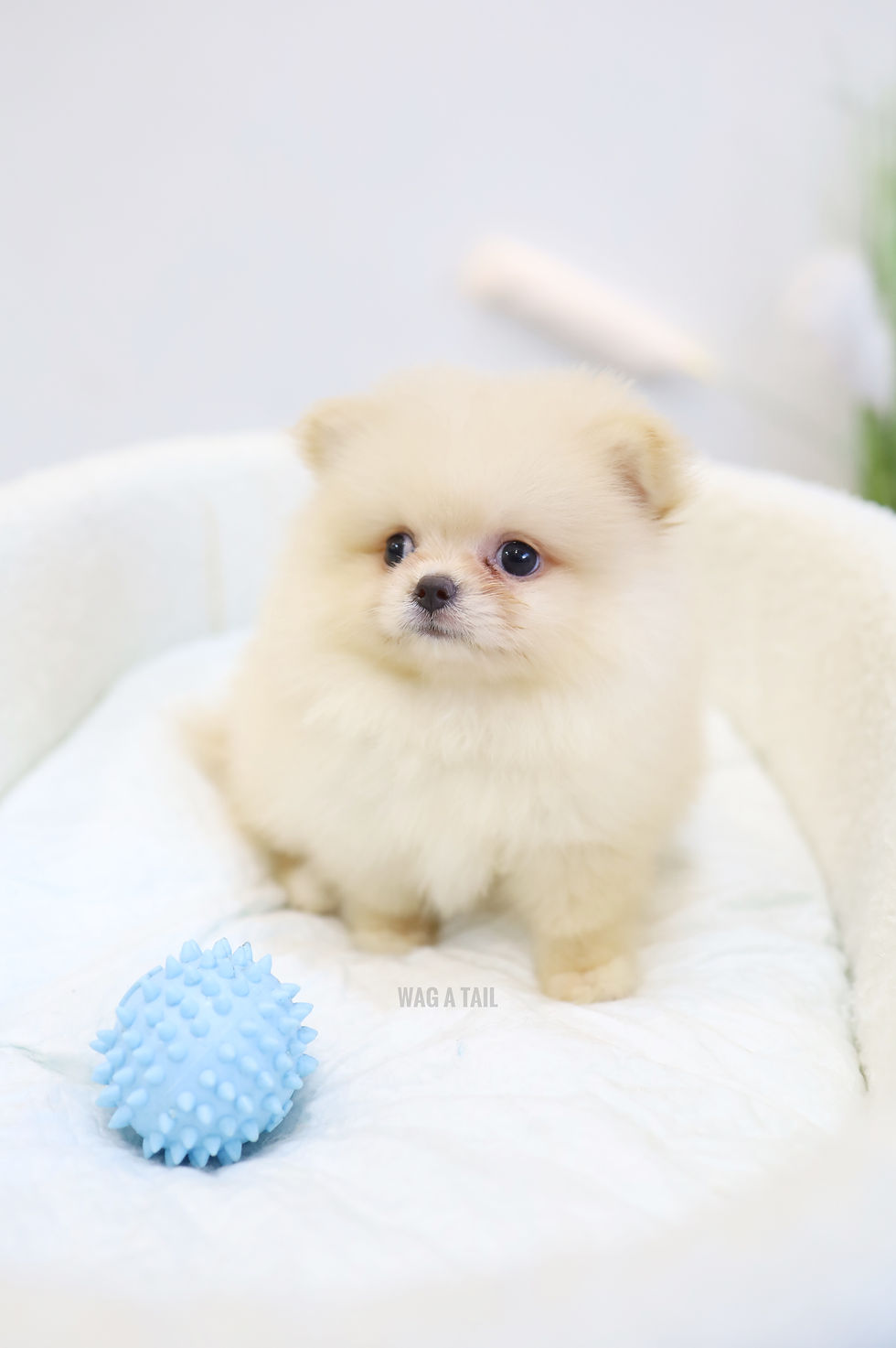 Thumbnail: POMCHI
