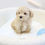 Thumbnail: MALTIPOO