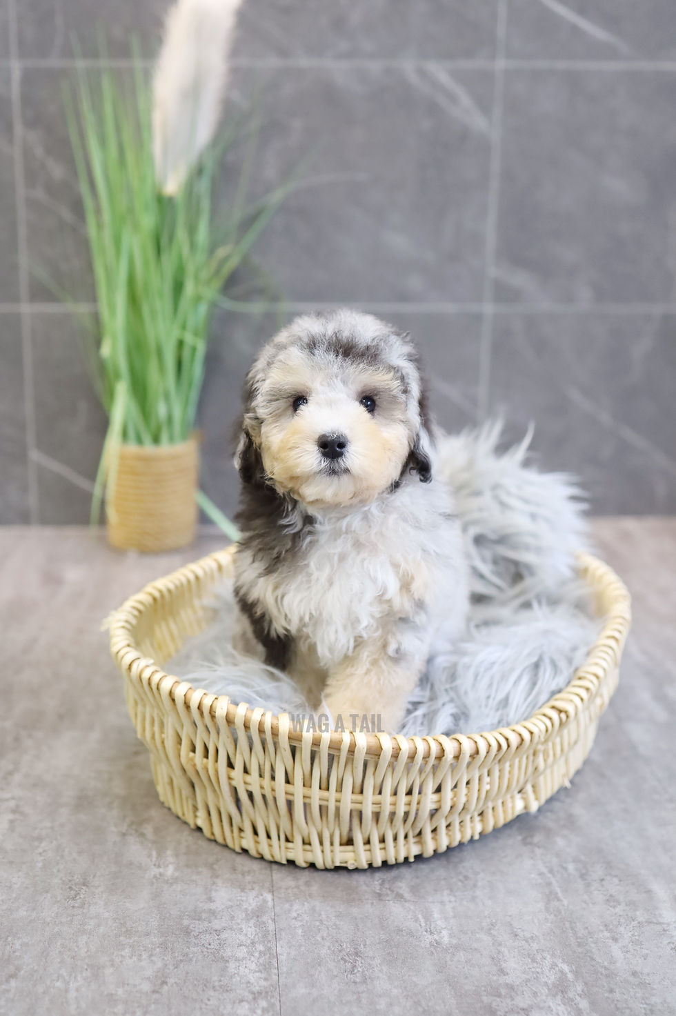 Thumbnail: CAVAPOO - United Kingdom Import