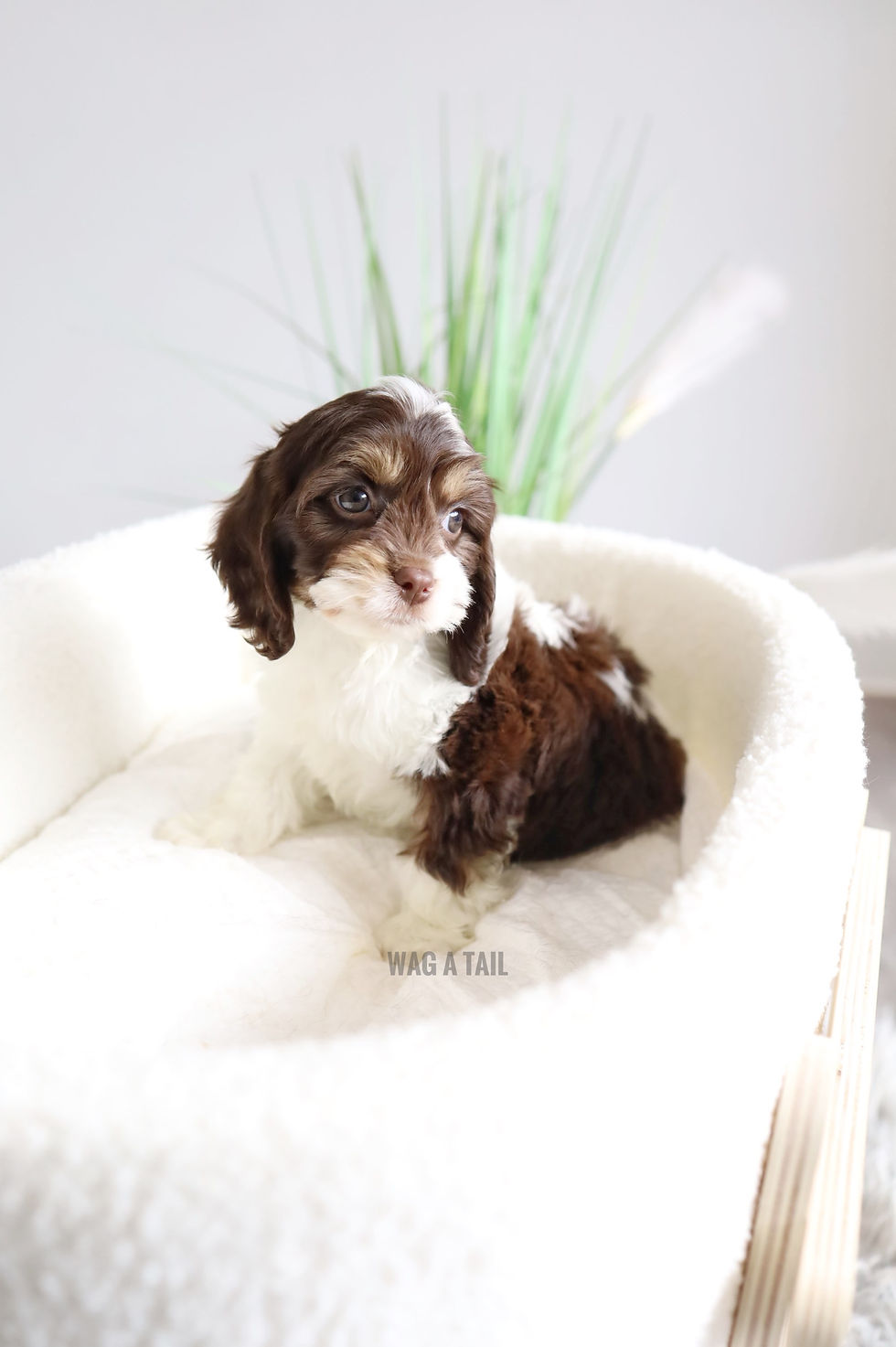 Thumbnail: CAVAPOO - United Kingdom Import