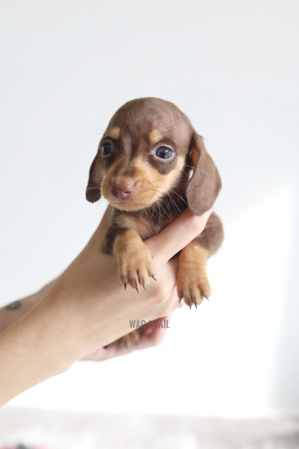 Thumbnail: MINI DACHSHUND - SMOOTH COAT
