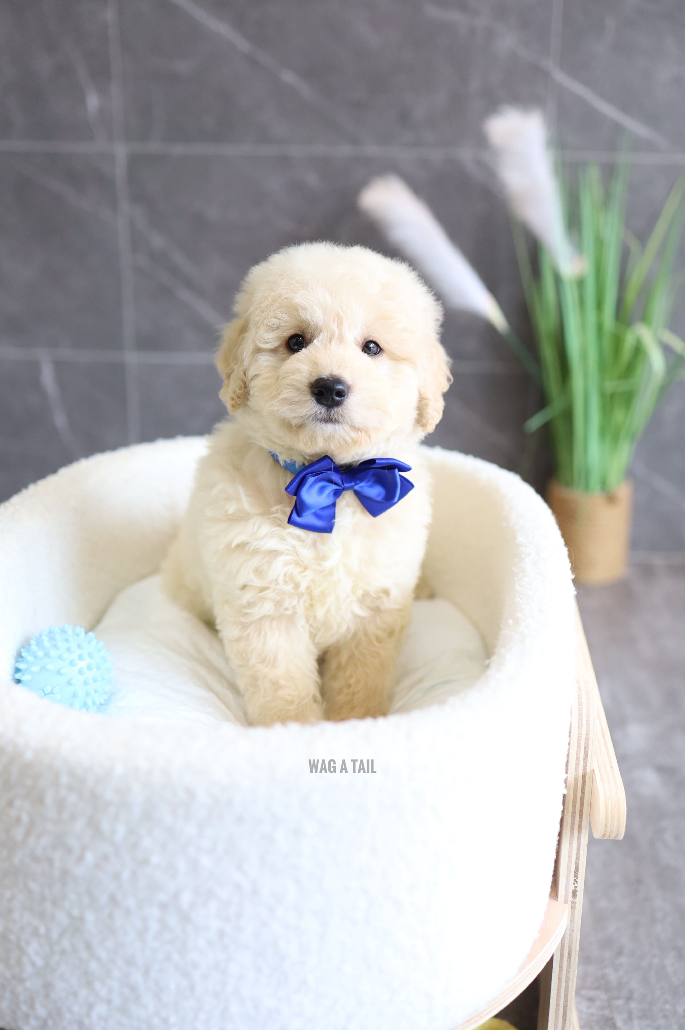 PETITE MINI GOLDENDOODLE - Australia Import