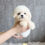 Thumbnail: BICHON FRISE