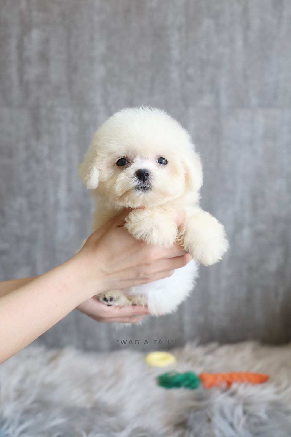 BICHON FRISE